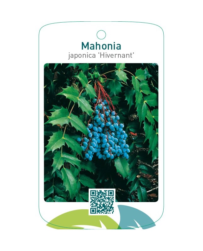 Mahonia japonica ‘Hivernant’