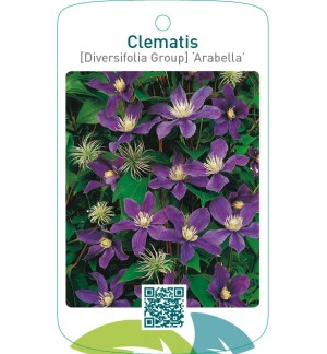 Clematis [Diversifolia Group] ‘Arabella’