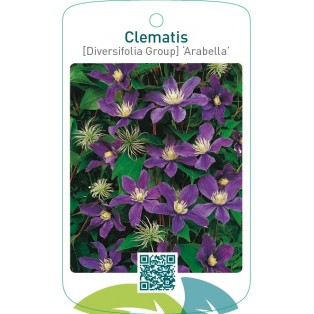 Clematis [Diversifolia Group] ‘Arabella’
