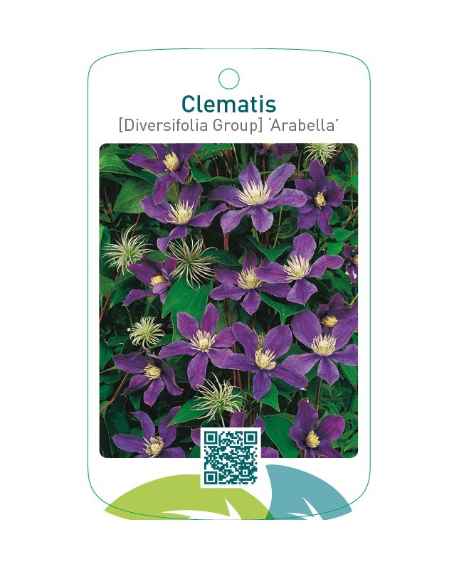 Clematis [Diversifolia Group] ‘Arabella’