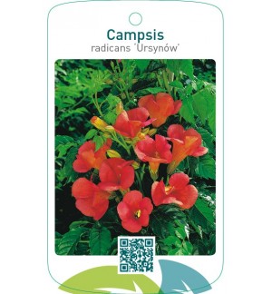 Campsis radicans ‘Ursynów’
