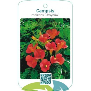 Campsis radicans ‘Ursynów’