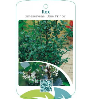 Ilex xmeserveae ‘Blue Prince’