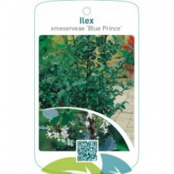 Ilex xmeserveae ‘Blue Prince’