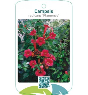 Campsis radicans ‘Flamenco’