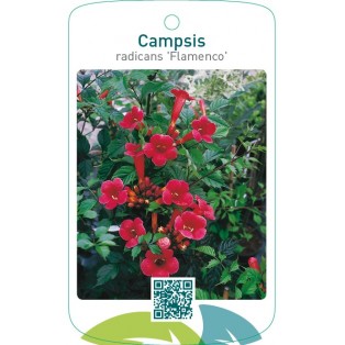 Campsis radicans ‘Flamenco’