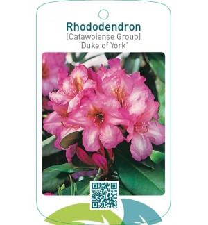 Rhododendron [Catawbiense Group] ‘Duke of York’