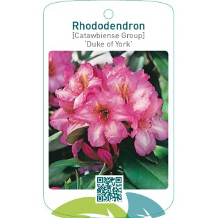 Rhododendron [Catawbiense Group] ‘Duke of York’