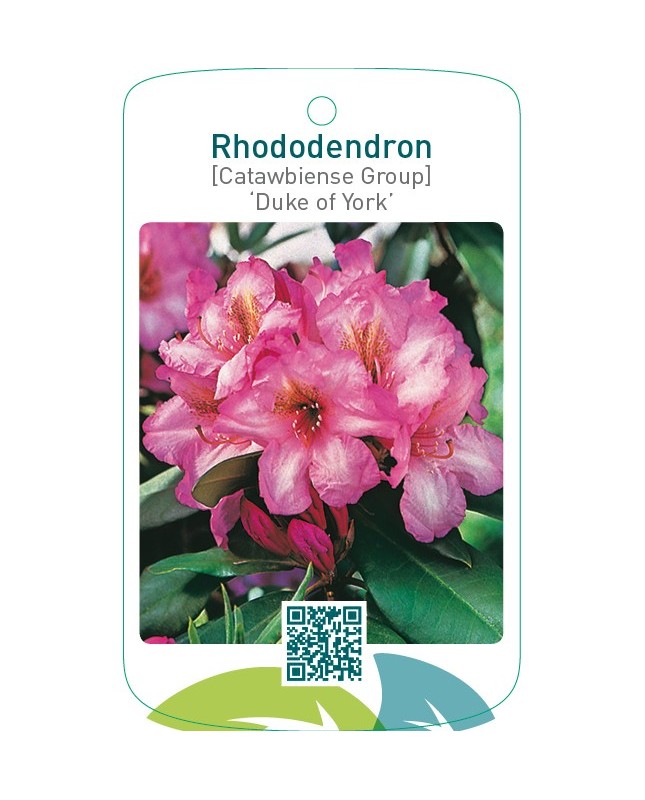 Rhododendron [Catawbiense Group] ‘Duke of York’