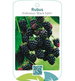 Rubus fruticosus ‘Black Satin’