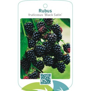 Rubus fruticosus ‘Black Satin’