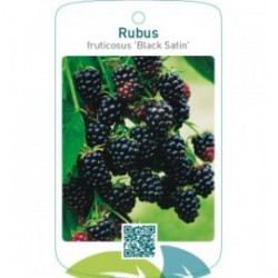 Rubus fruticosus ‘Black Satin’