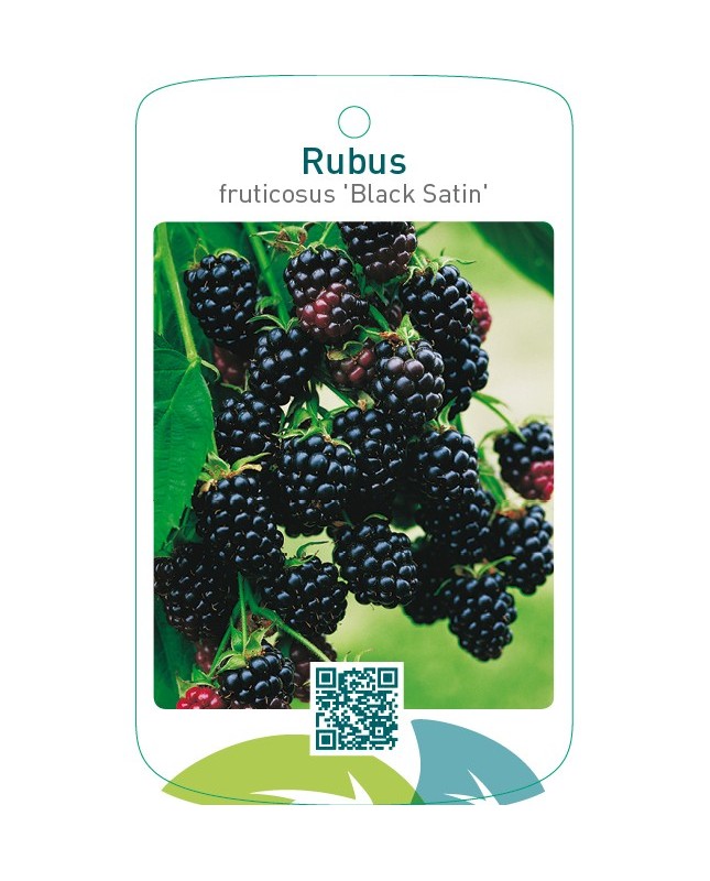 Rubus fruticosus ‘Black Satin’