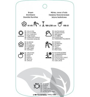 Etichette di Rubus fruticosus ‘Black Satin’ *