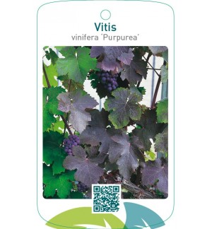 Vitis vinifera ‘Purpurea’
