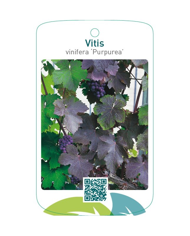 Vitis vinifera ‘Purpurea’