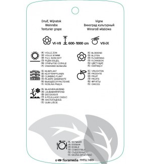 Etichette di Vitis vinifera ‘Purpurea’ *