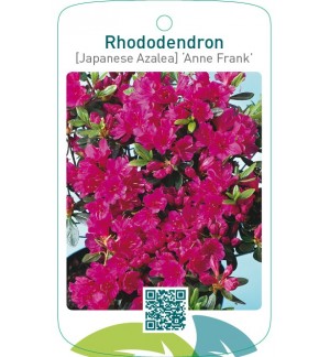 Rhododendron [Japanese Azalea] ‘Anne Frank’