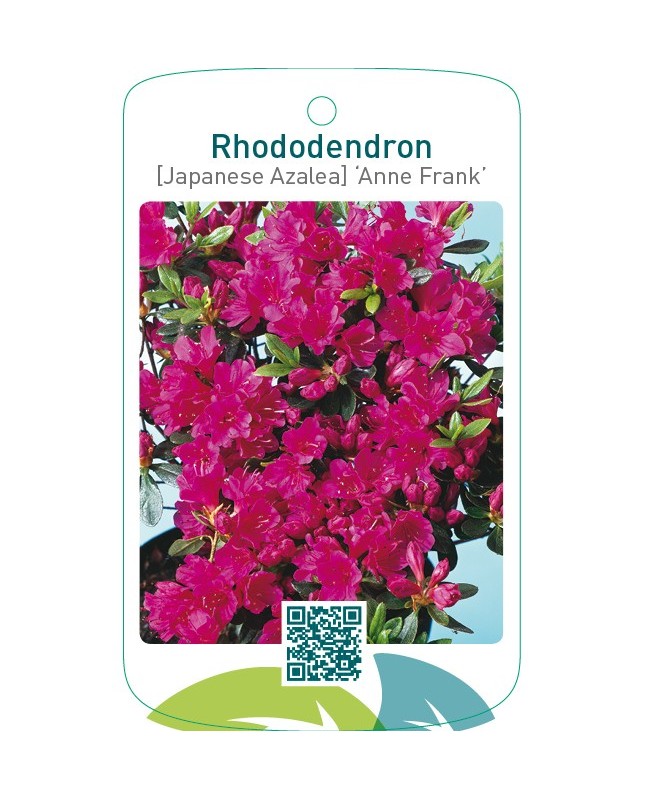 Rhododendron [Japanese Azalea] ‘Anne Frank’