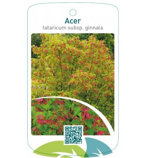 Acer tataricum subsp. ginnala