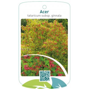 Acer tataricum subsp. ginnala