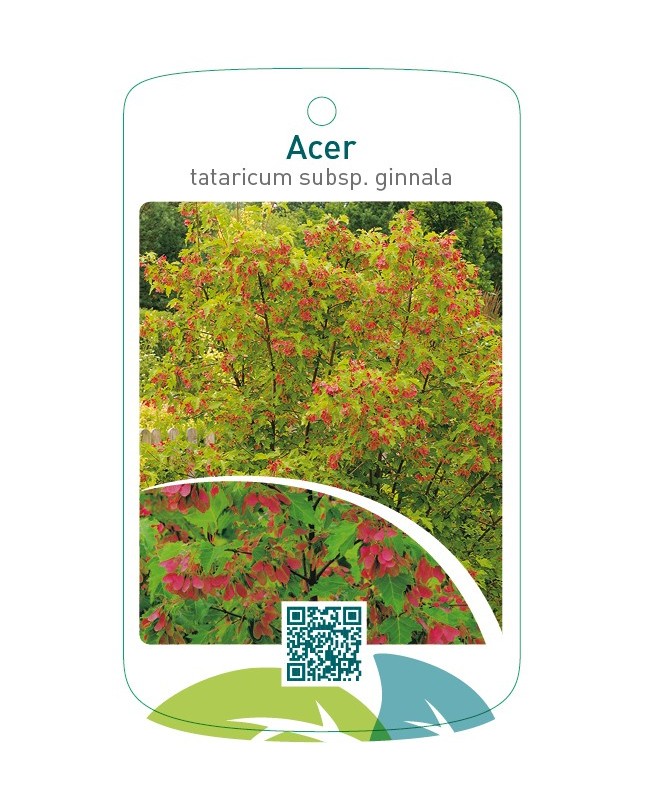 Acer tataricum subsp. ginnala
