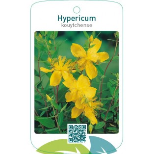 Hypericum kouytchense