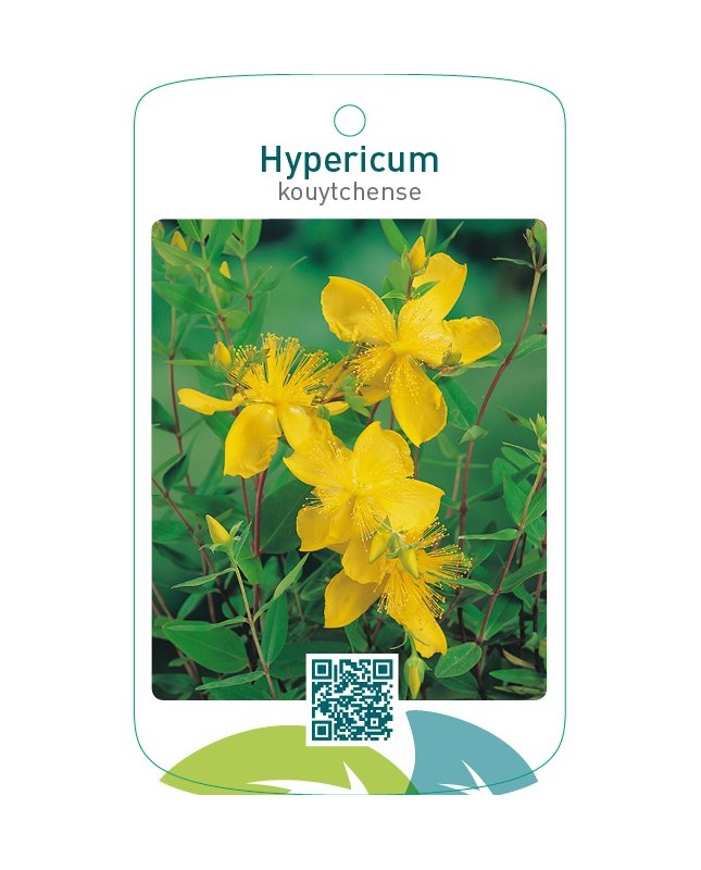 Hypericum kouytchense