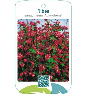 Ribes sanguineum ‘Atrorubens’