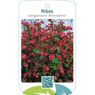 Ribes sanguineum ‘Atrorubens’