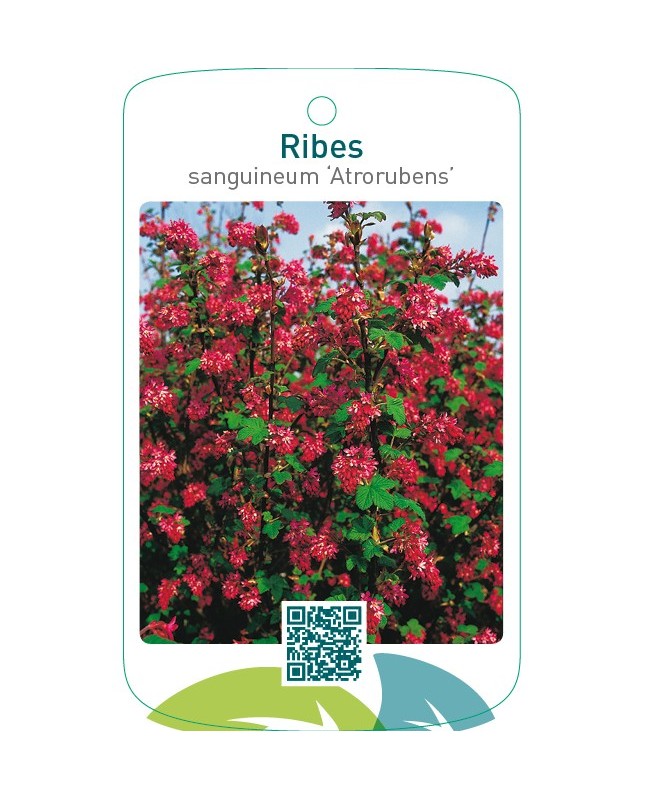 Ribes sanguineum ‘Atrorubens’