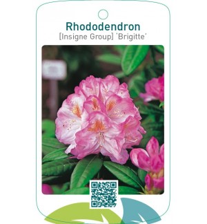 Rhododendron [Insigne Group] ‘Brigitte’