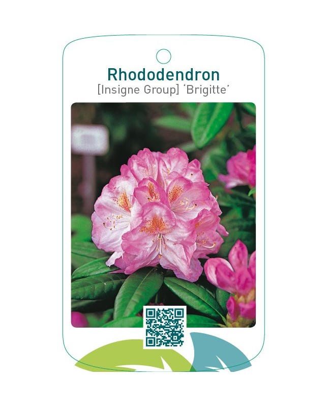 Rhododendron [Insigne Group] ‘Brigitte’