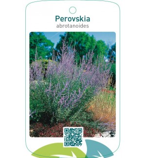 Perovskia abrotanoides