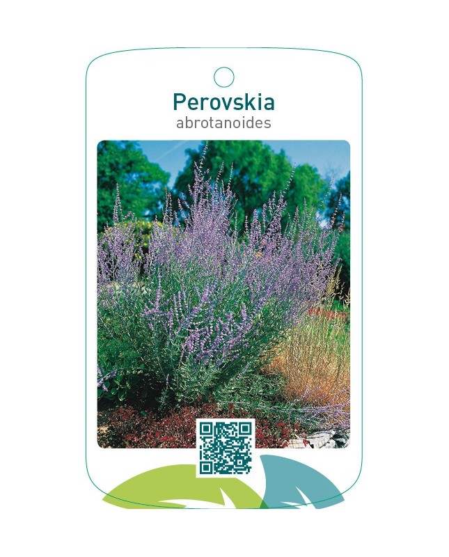 Perovskia abrotanoides