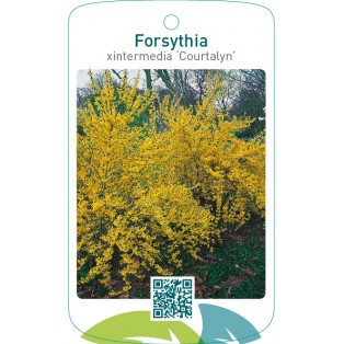 Forsythia xintermedia ‘Courtalyn’
