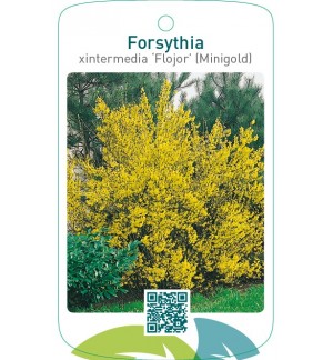 Forsythia xintermedia ‘Flojor’ (MINIGOLD)