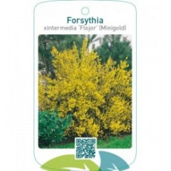 Forsythia xintermedia ‘Flojor’ (MINIGOLD)
