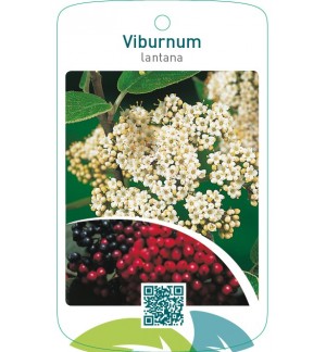 Viburnum lantana