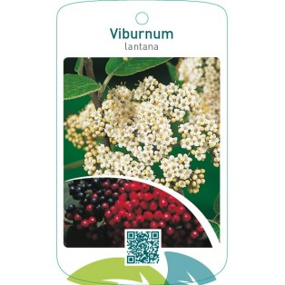 Viburnum lantana