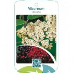 Viburnum lantana