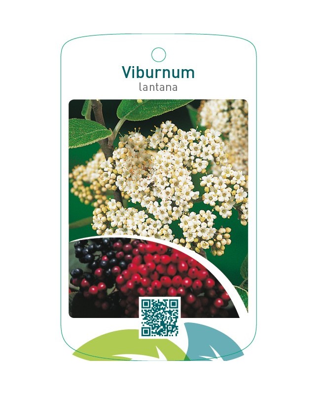 Viburnum lantana