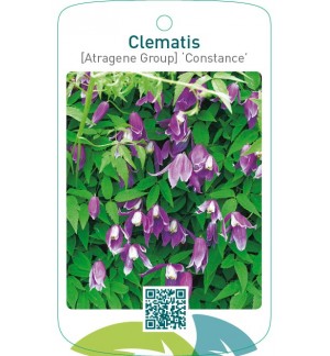 Clematis [Atragene Group] ‘Constance’