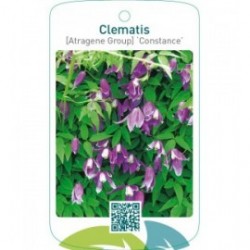 Clematis [Atragene Group] ‘Constance’