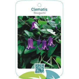 Clematis ‘Rouguchi’