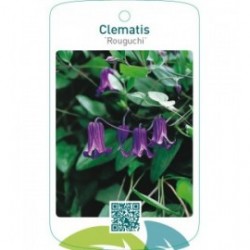 Clematis ‘Rouguchi’