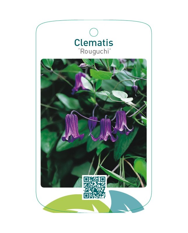 Clematis ‘Rouguchi’