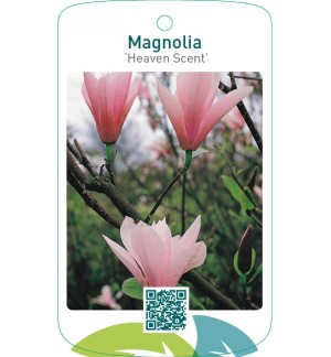 Magnolia ‘Heaven Scent’