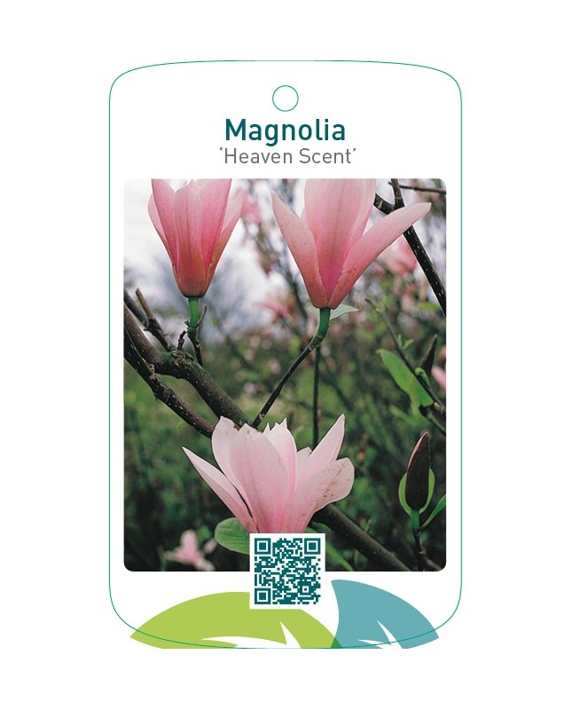 Magnolia ‘Heaven Scent’
