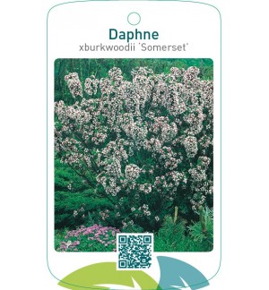 Daphne xburkwoodii ‘Somerset’